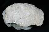 Golden Calcite Filled Fossil Clam - Rucks Pit, Florida #5786-2